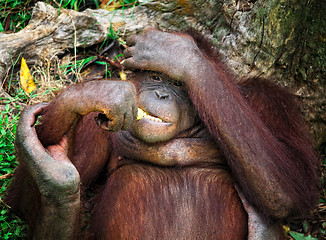 Image showing orangutang portrait