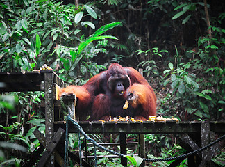 Image showing big male of orangutan