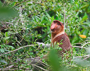 Image showing proboscis monkey long nosed