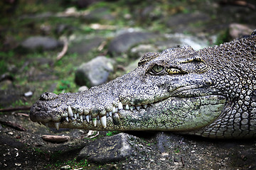 Image showing crocodile portrait