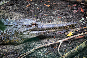 Image showing crocodile portrait