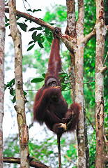 Image showing orangutanf in rainforest