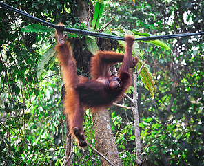 Image showing orangutang in rainforest