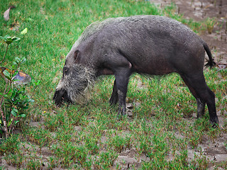 Image showing bearded pig