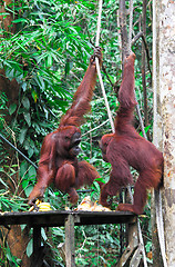 Image showing orangutang in rainforest