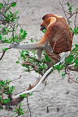 Image showing proboscis monkey long nosed