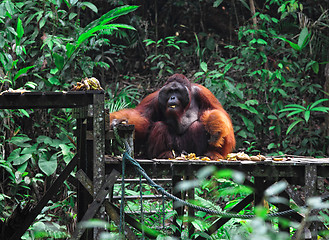 Image showing big male of orangutan