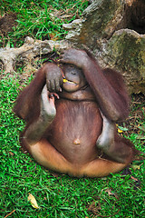 Image showing orangutang portrait