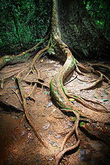 Image showing tree in taman negara