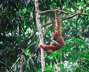 Image showing orangutang in rainforest