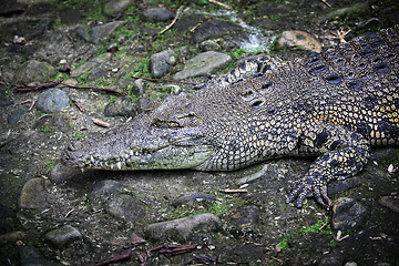 Image showing crocodile portrait