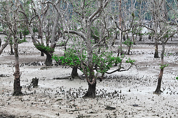 Image showing bako national park