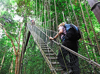 Image showing canopy bridge