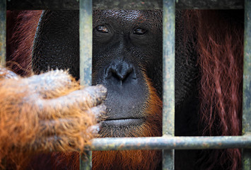 Image showing orangutang in cage