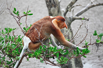 Image showing proboscis monkey long nosed