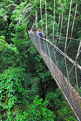 Image showing canopy bridge