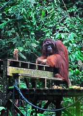 Image showing big male of orangutan