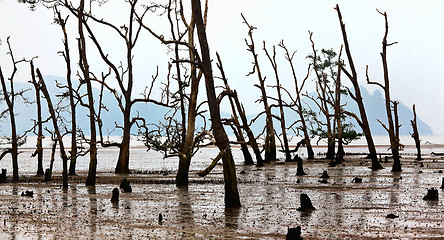 Image showing bako national park