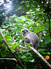 Image showing monkey portrait