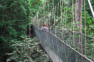 Image showing canopy bridge