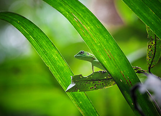 Image showing lizard