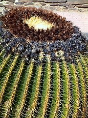 Image showing ball cacti showing its needles