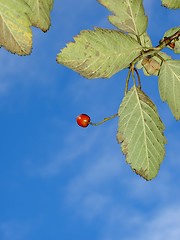 Image showing rowanberry