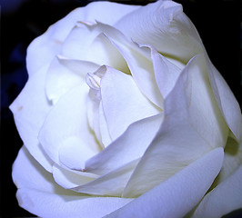 Image showing macro shot of a white rose