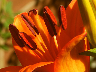 Image showing macro of a orange lily