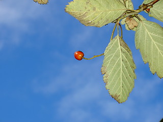 Image showing rowanberry