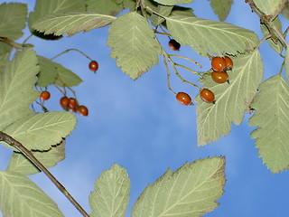 Image showing rowanberries