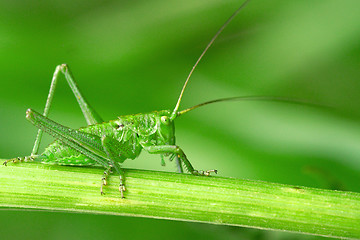 Image showing Green grasshopper