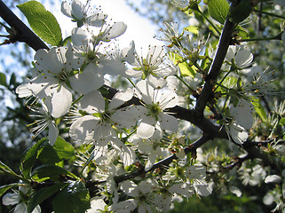 Image showing blossoming tree and sun