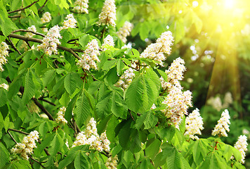 Image showing blossoming chestnut tree and sun beams