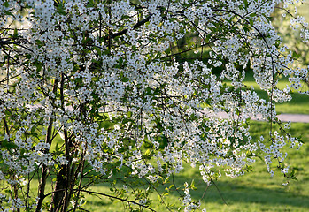 Image showing blossoming tree