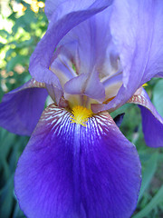 Image showing fragment of iris flower