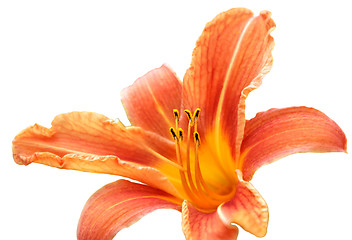 Image showing lily isolated on the white background