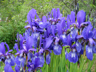 Image showing iris flowers 