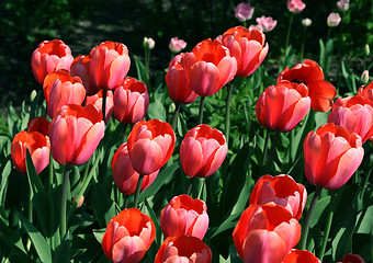 Image showing beautiful tulips