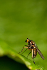 Image showing Small fly
