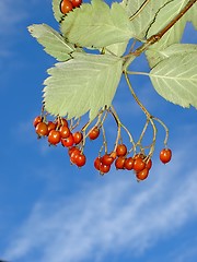 Image showing rowanberries