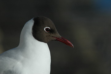 Image showing Black-headed gull