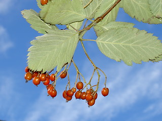 Image showing rowanberries