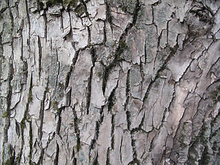 Image showing bark texture