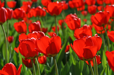 Image showing beautiful red tulips background 