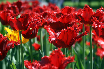 Image showing beautiful tulips background