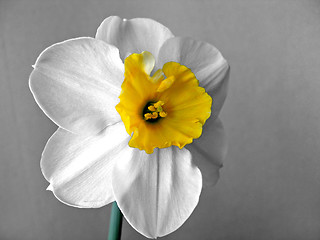 Image showing daffodils (narcissus) 