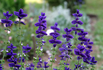 Image showing beautiful flowers of salvia