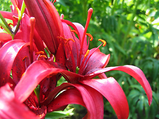 Image showing beautiful lily flowers
