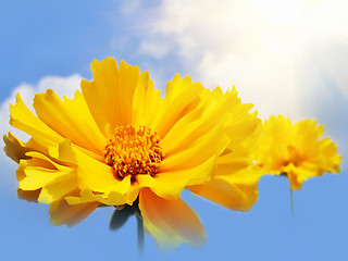 Image showing beautiful yellow flowers